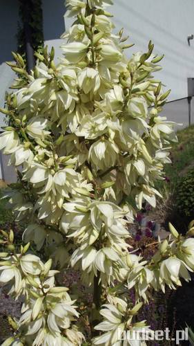 Jukka karolińska (Yucca Filamentosa)